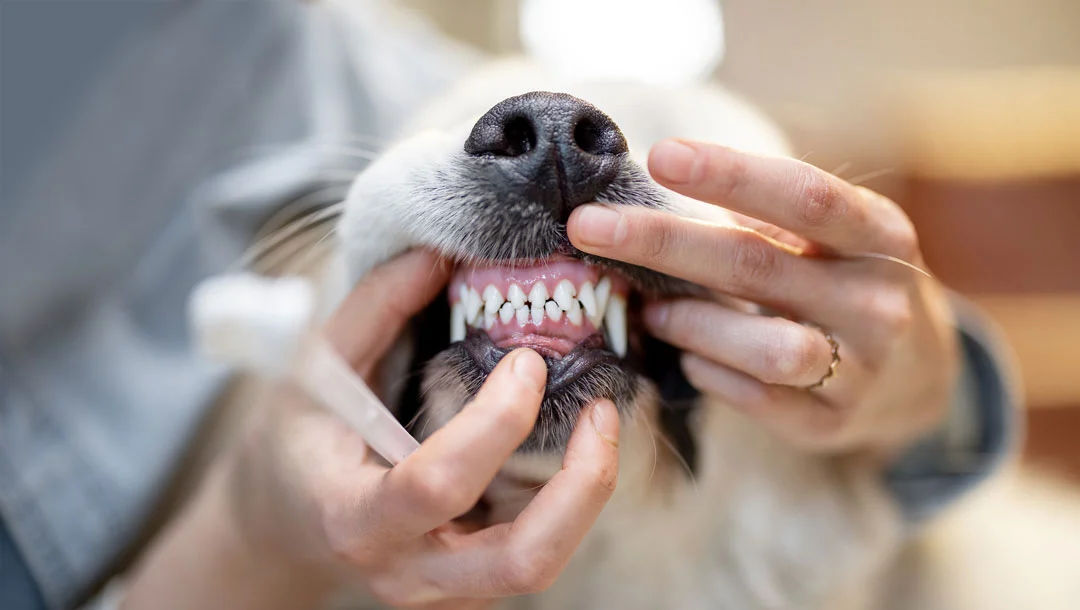 Dental Care
