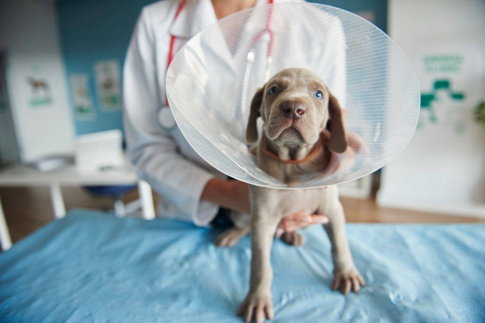 General Surgery