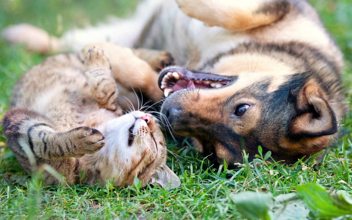 About San Rafael Animal Hospital