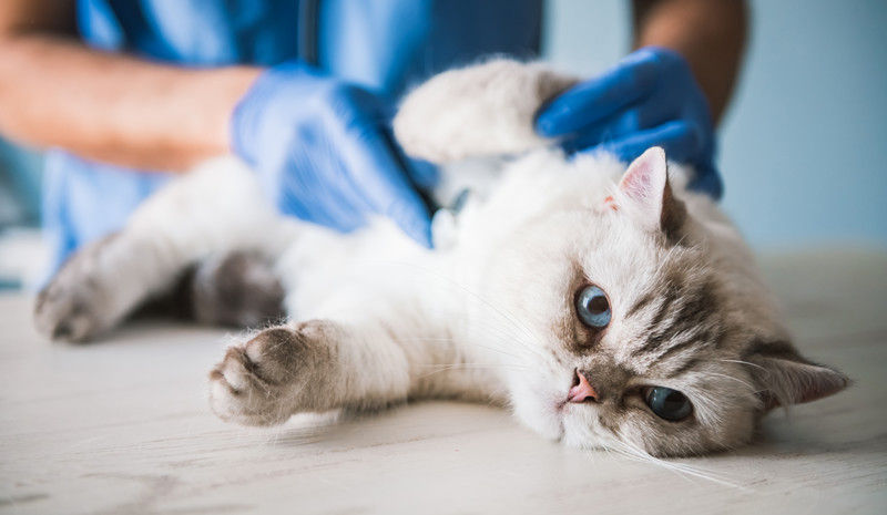 Veterinary Hospital Care