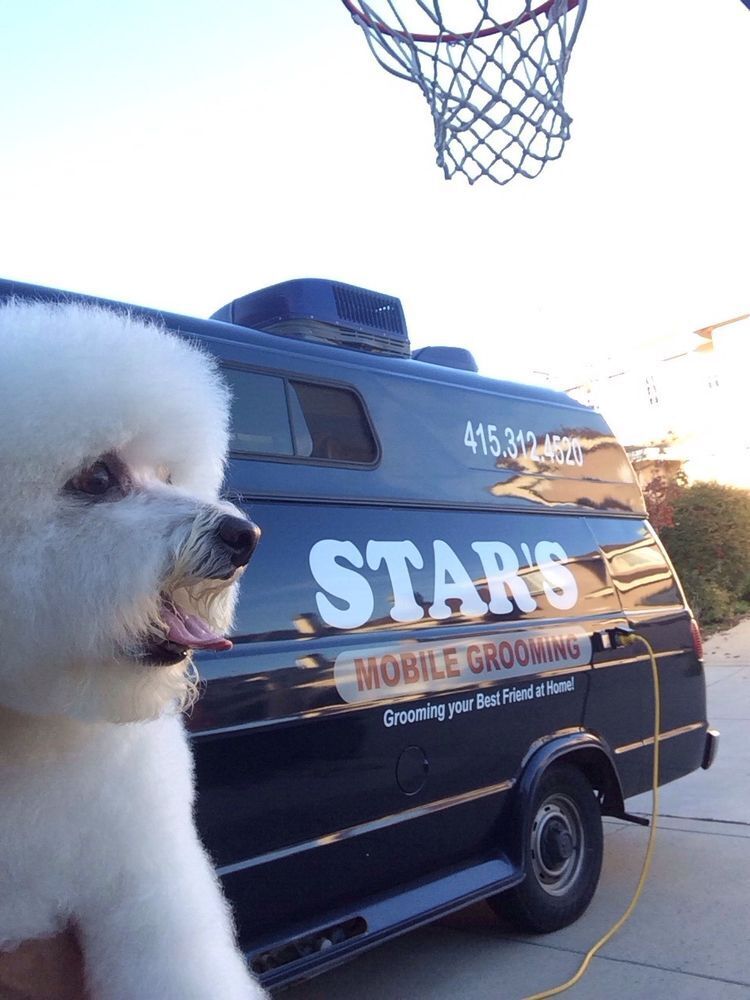 Stars Mobile Grooming serving dogs in Novato, San Rafael, San Anselmo, Kentfield, and Corte Madera