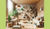 Creating a Pet-Friendly Indoor Environment: Tips and Strategies