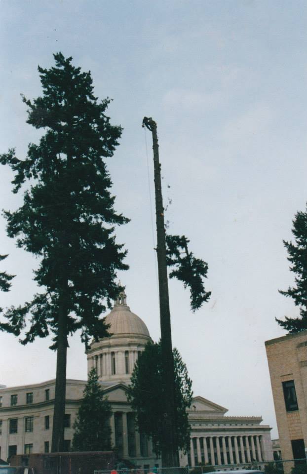 FAQS about Tree Removal and Trimming Services in Dallas, SD