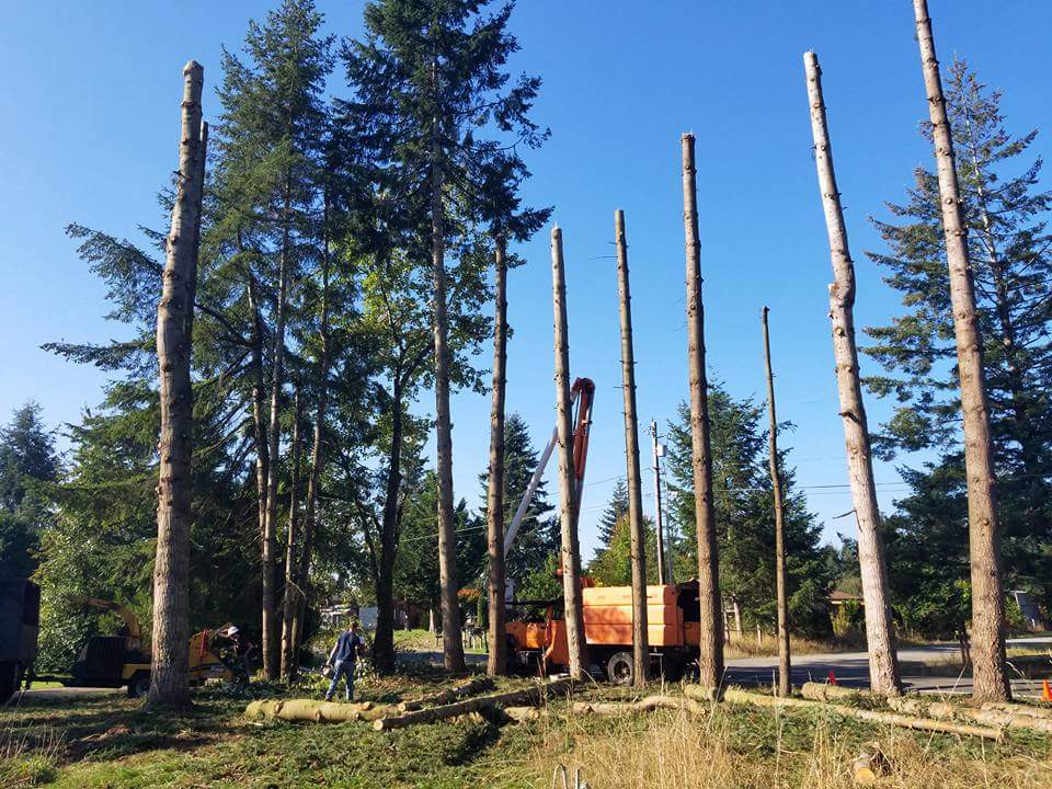Tree removal in Dallas, SD