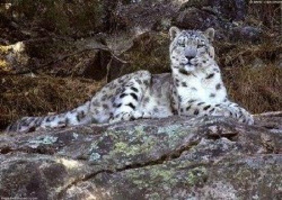 Himalayan Nature Park timings, shimla. Location, Entry Fees, Opening Hours, Closing Time Himalayan Nature Park timings, shimla. Location, Entry Fees, Opening Hours, Closing Time