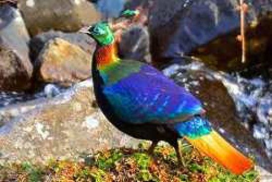 Himalayan Bird Park timings, shimla. Location, Entry Fees, Opening Hours, Closing Time Himalayan Bird Park timings, shimla. Location, Entry Fees, Opening Hours, Closing Time