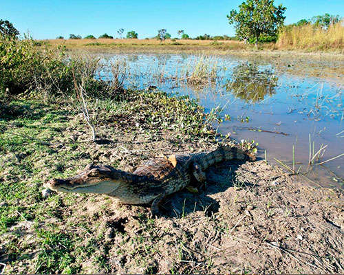 Bioética Ambiental e Responsabilidades - JAMP Brasil