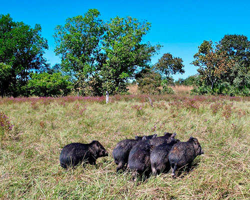Bioética Ambiental e Responsabilidades - JAMP Brasil