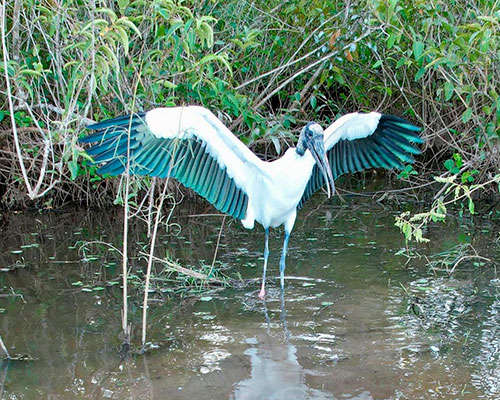 Bioética Ambiental e Responsabilidades - JAMP Brasil