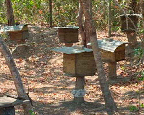 Bioética Ambiental e Responsabilidades - JAMP Brasil