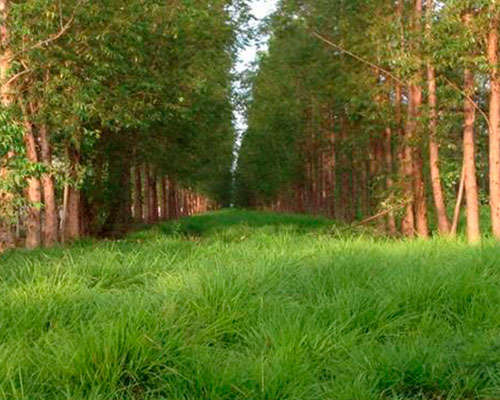 Bioética Ambiental e Responsabilidades - JAMP Brasil