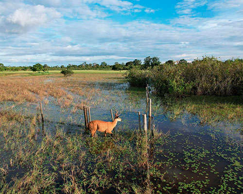 Bioética Ambiental e Responsabilidades - JAMP Brasil