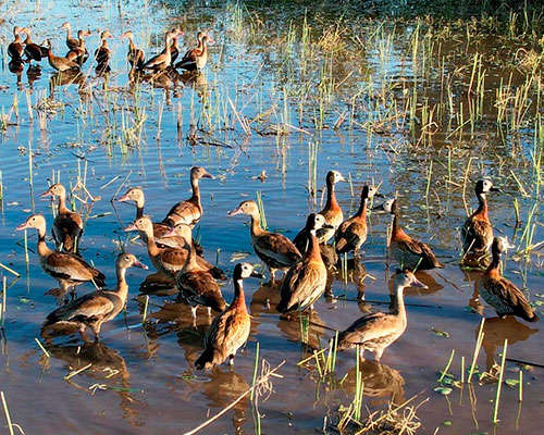 Bioética Ambiental e Responsabilidades - JAMP Brasil