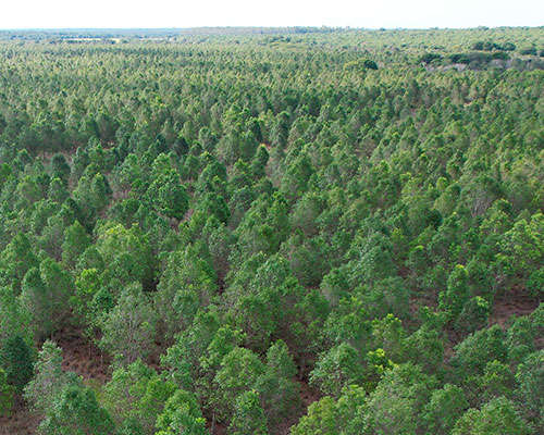 Floresta com árvores verdes e com um vasto campo