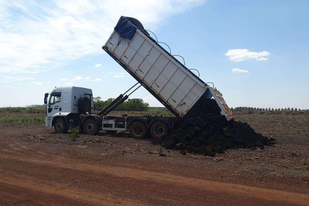 Várias tábuas de eucalipto, uma ao lado da outra.