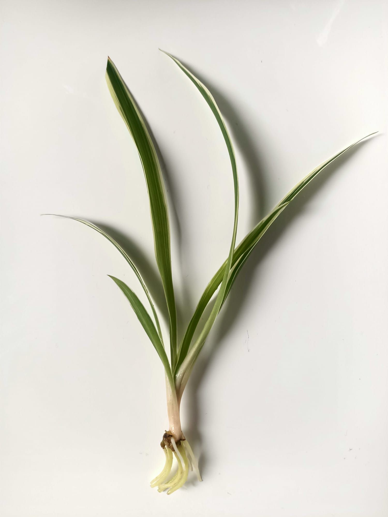 Chlorophytum Comosum