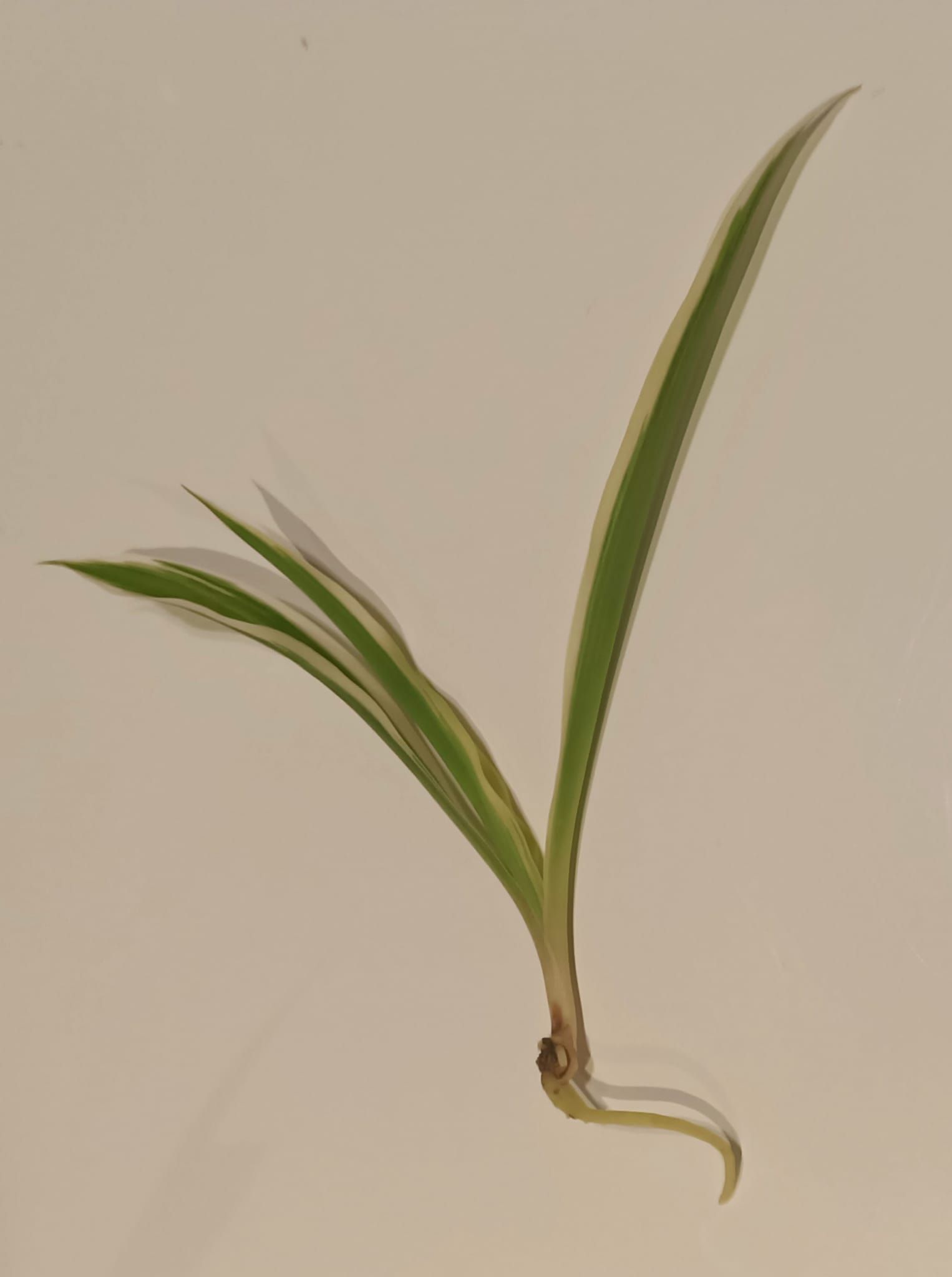 Chlorophytum Comosum