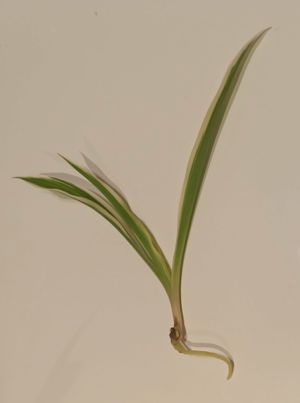 Chlorophytum Comosum