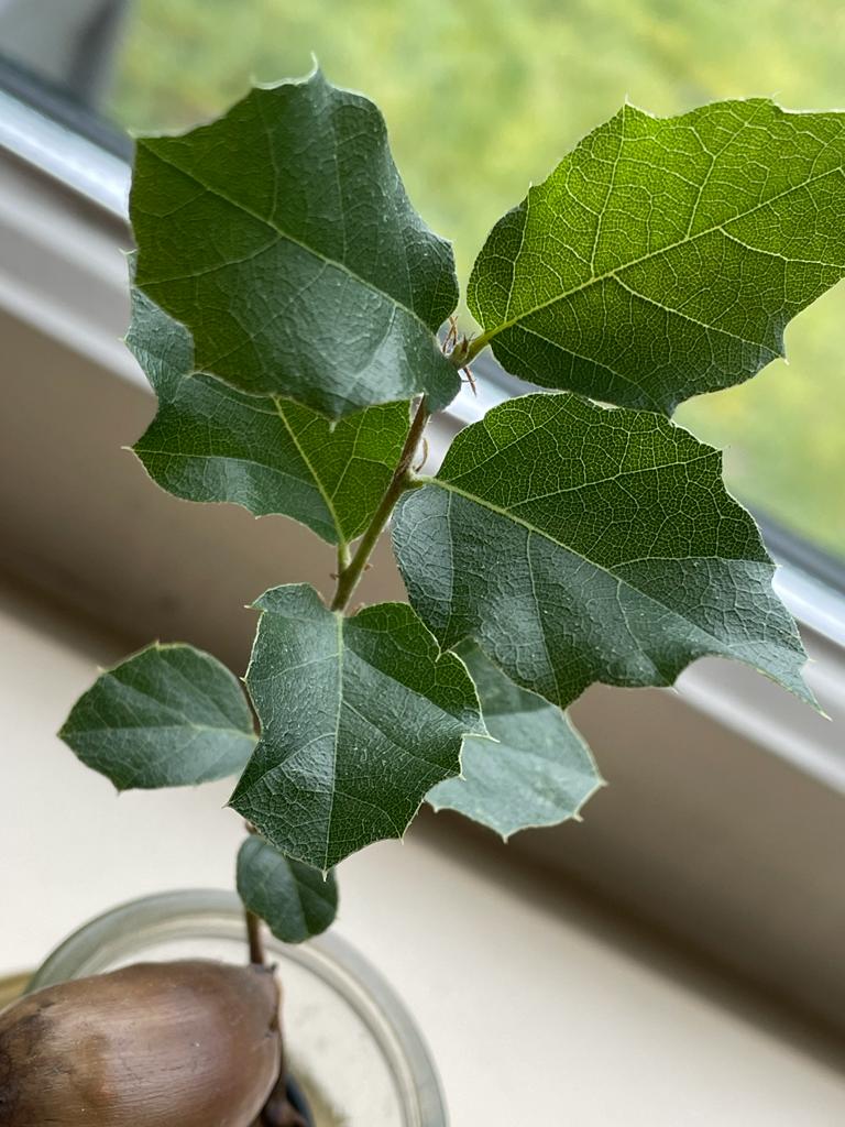 Eikenboom stekje