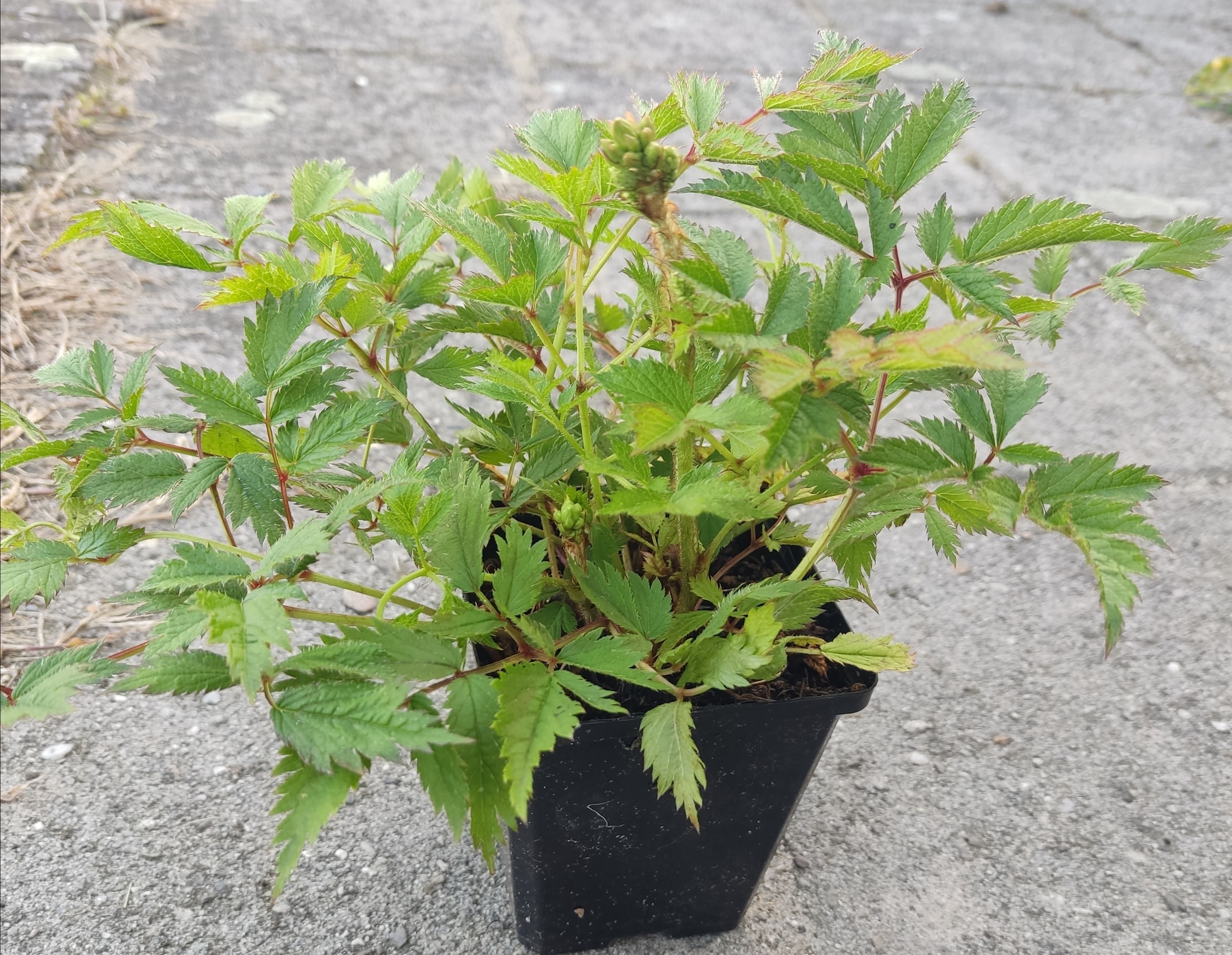 Astilbe Pumila