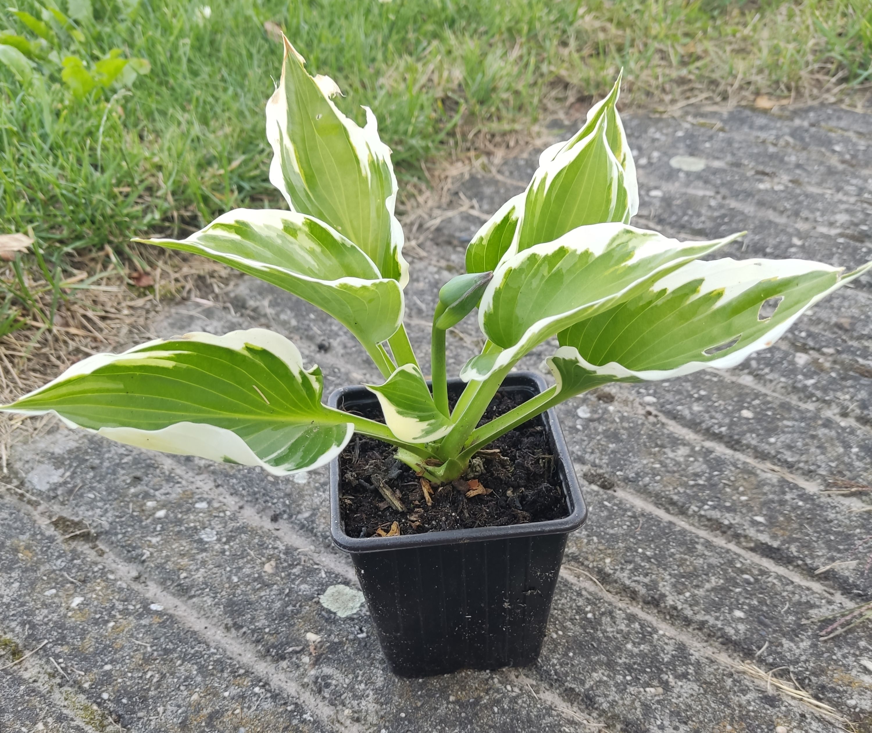 Hosta
