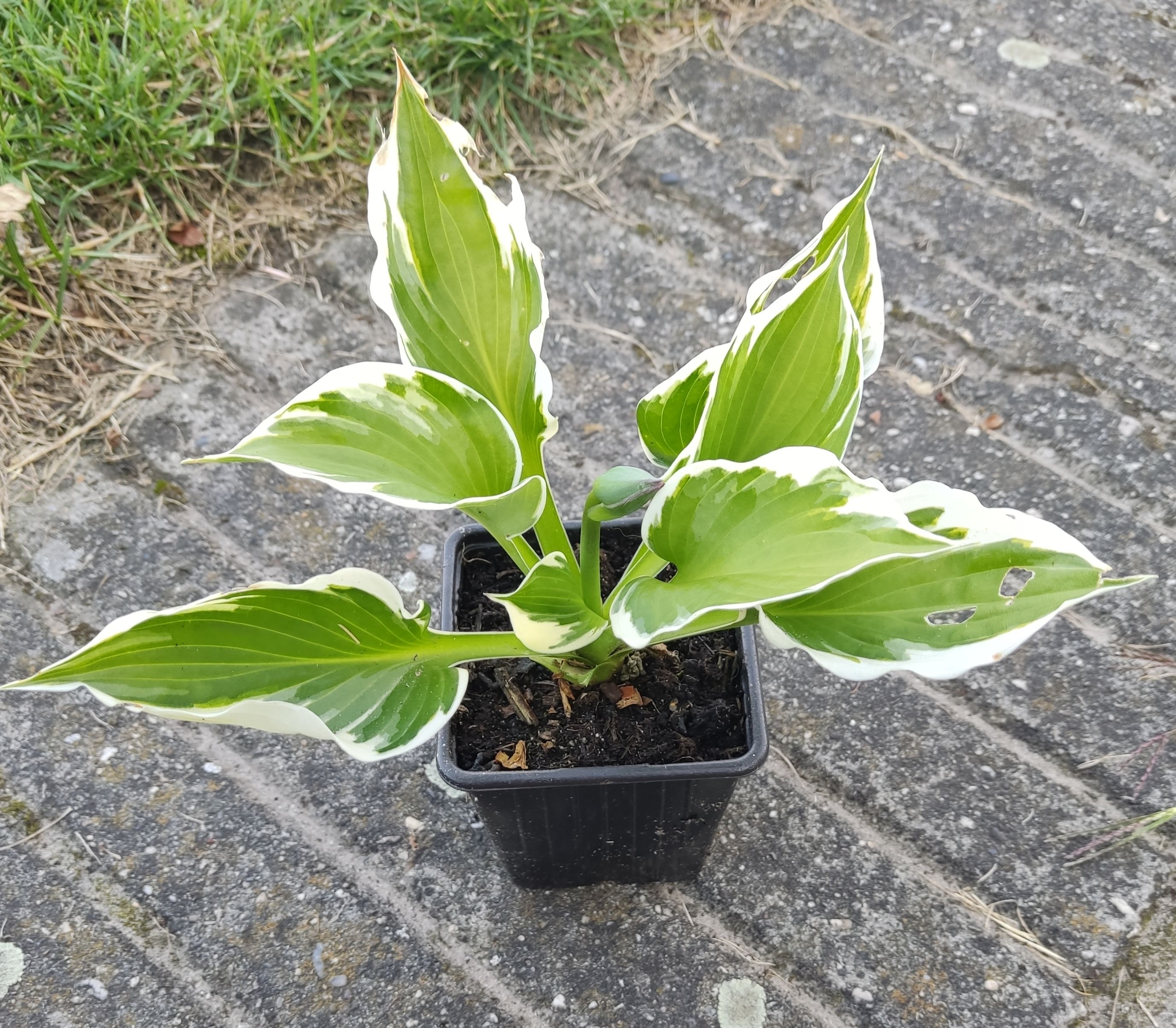 Hosta
