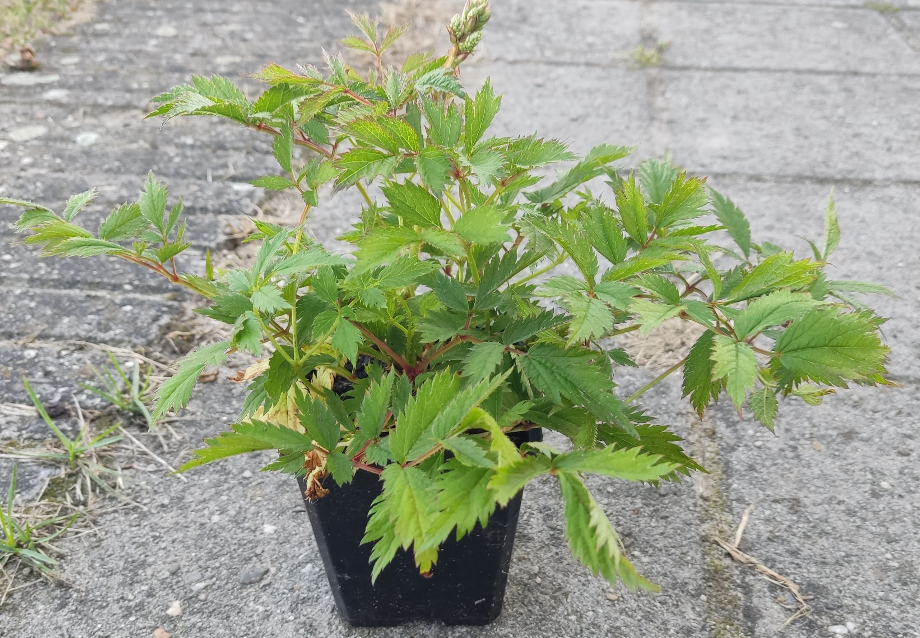 Astilbe Pumila