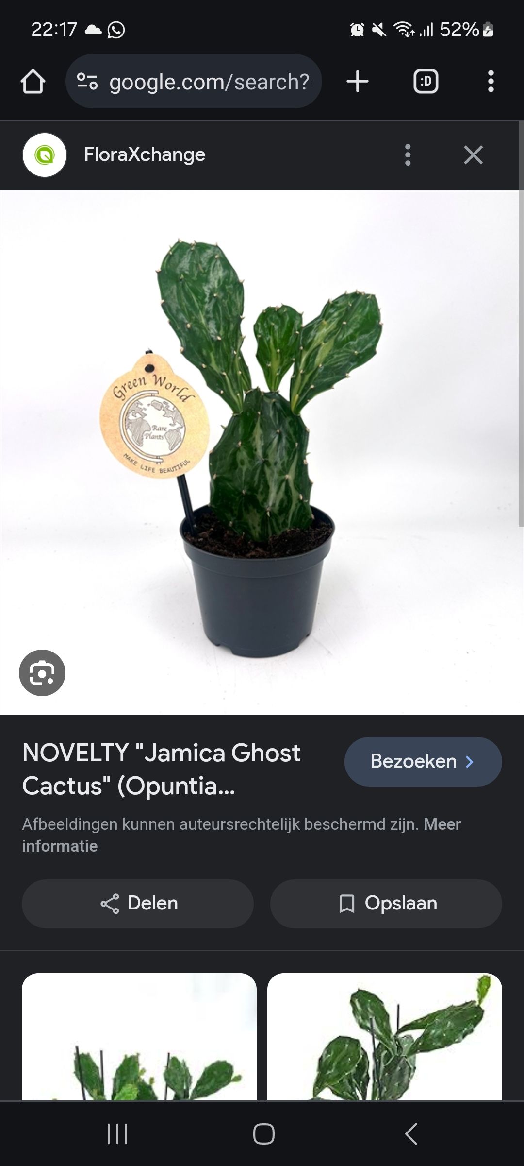 Jamica Ghost Cactus, Opuntia