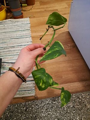 Epipremnum aureum/drakenklimop