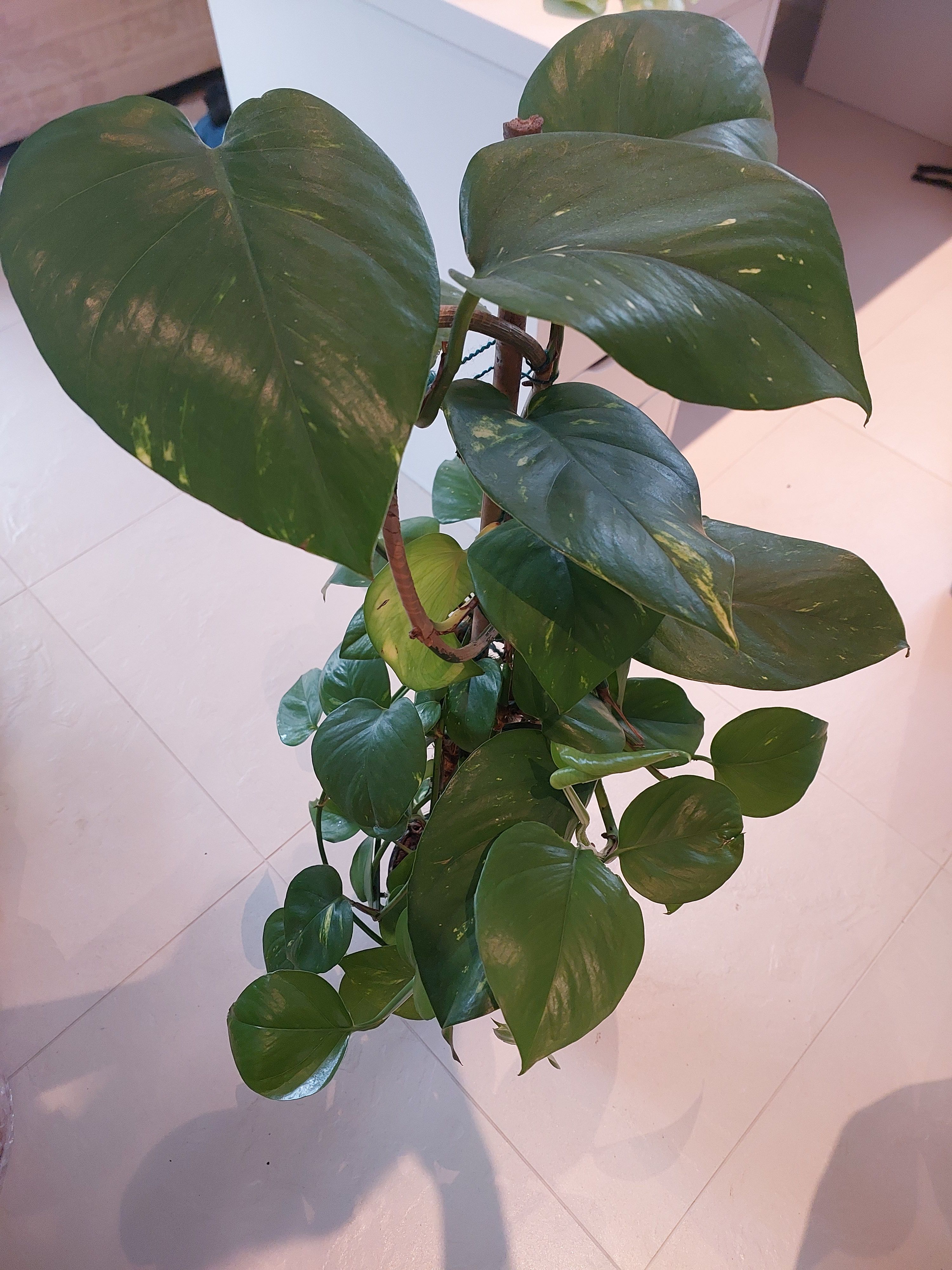 Pothos