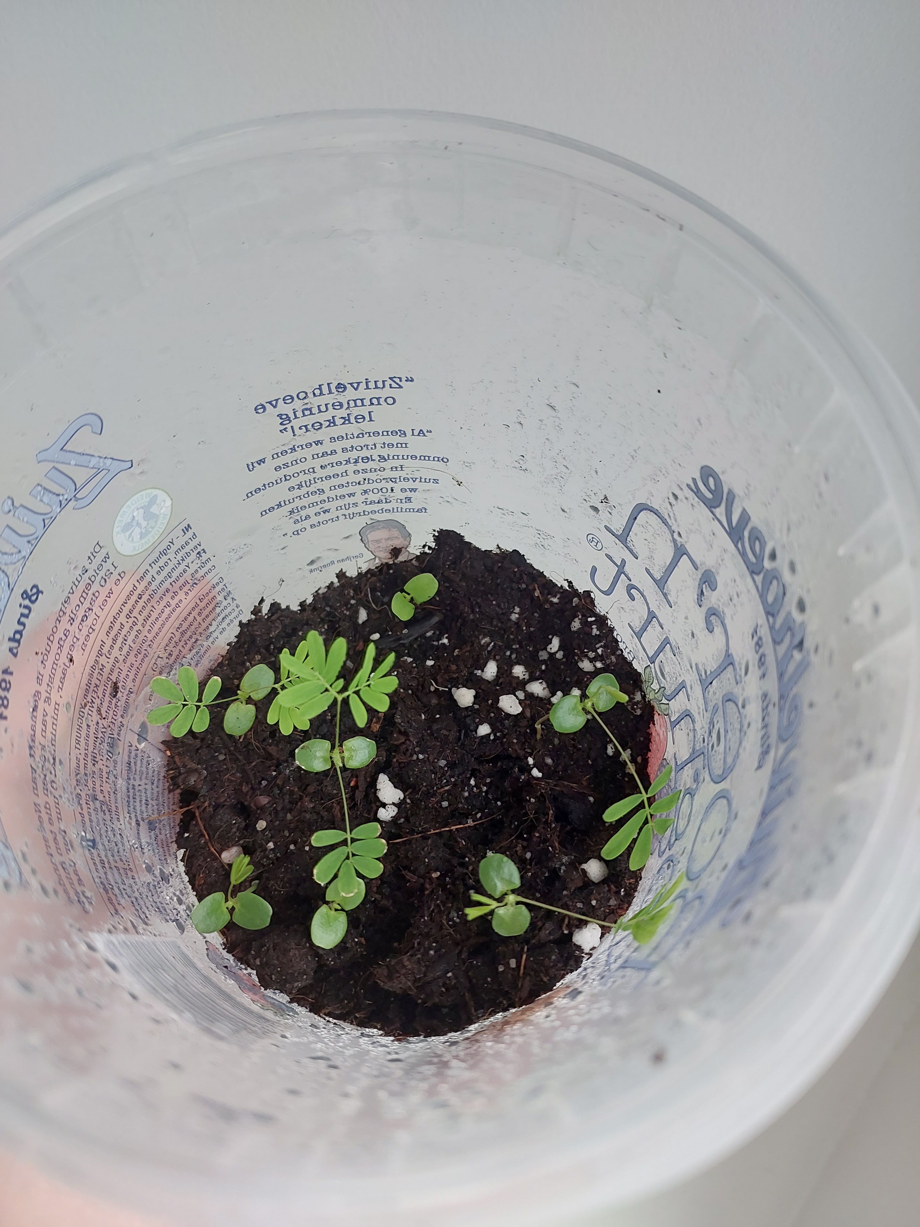 Sensitive plant mimosa pudica 
