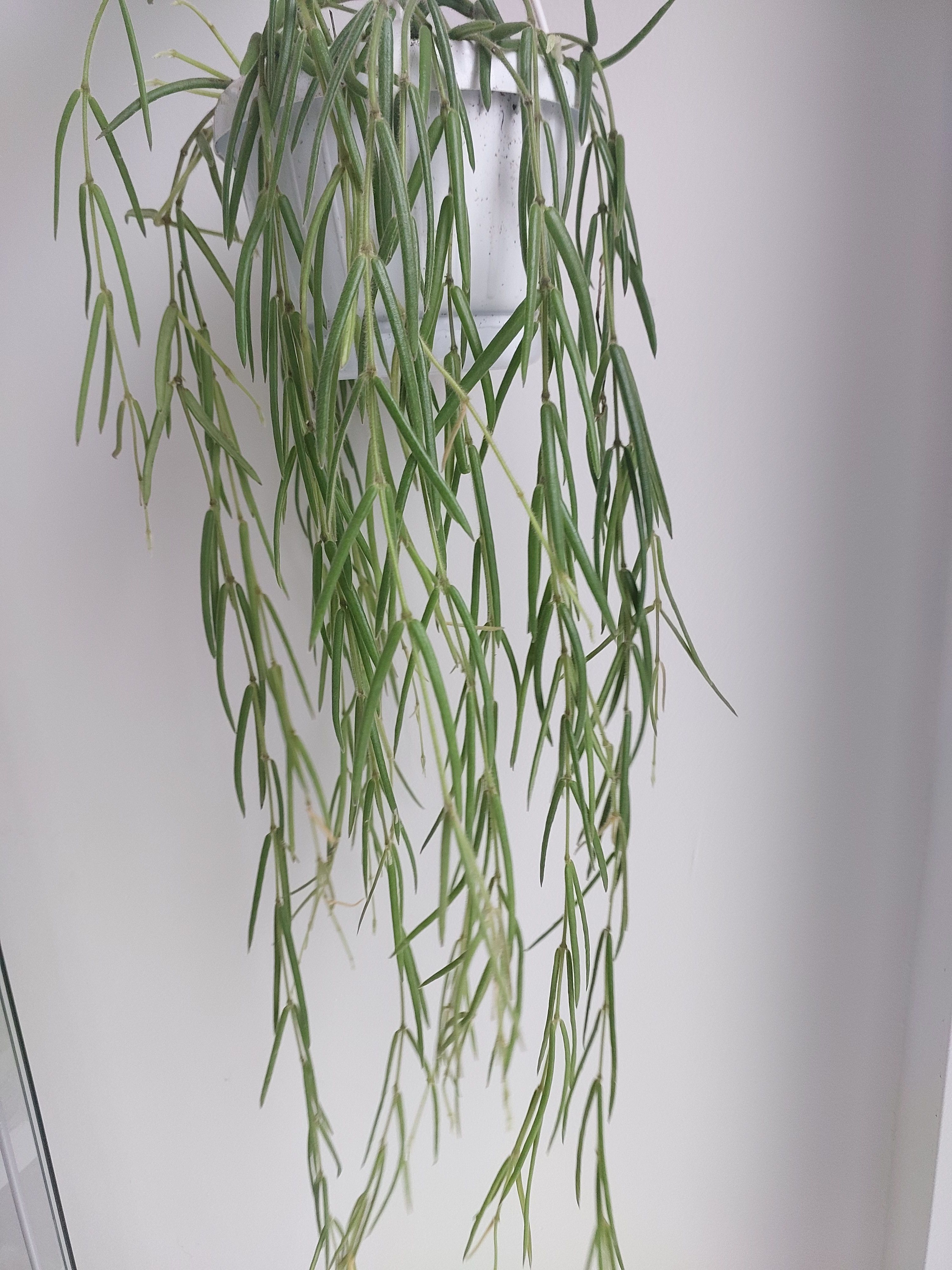 Hoya linearis 