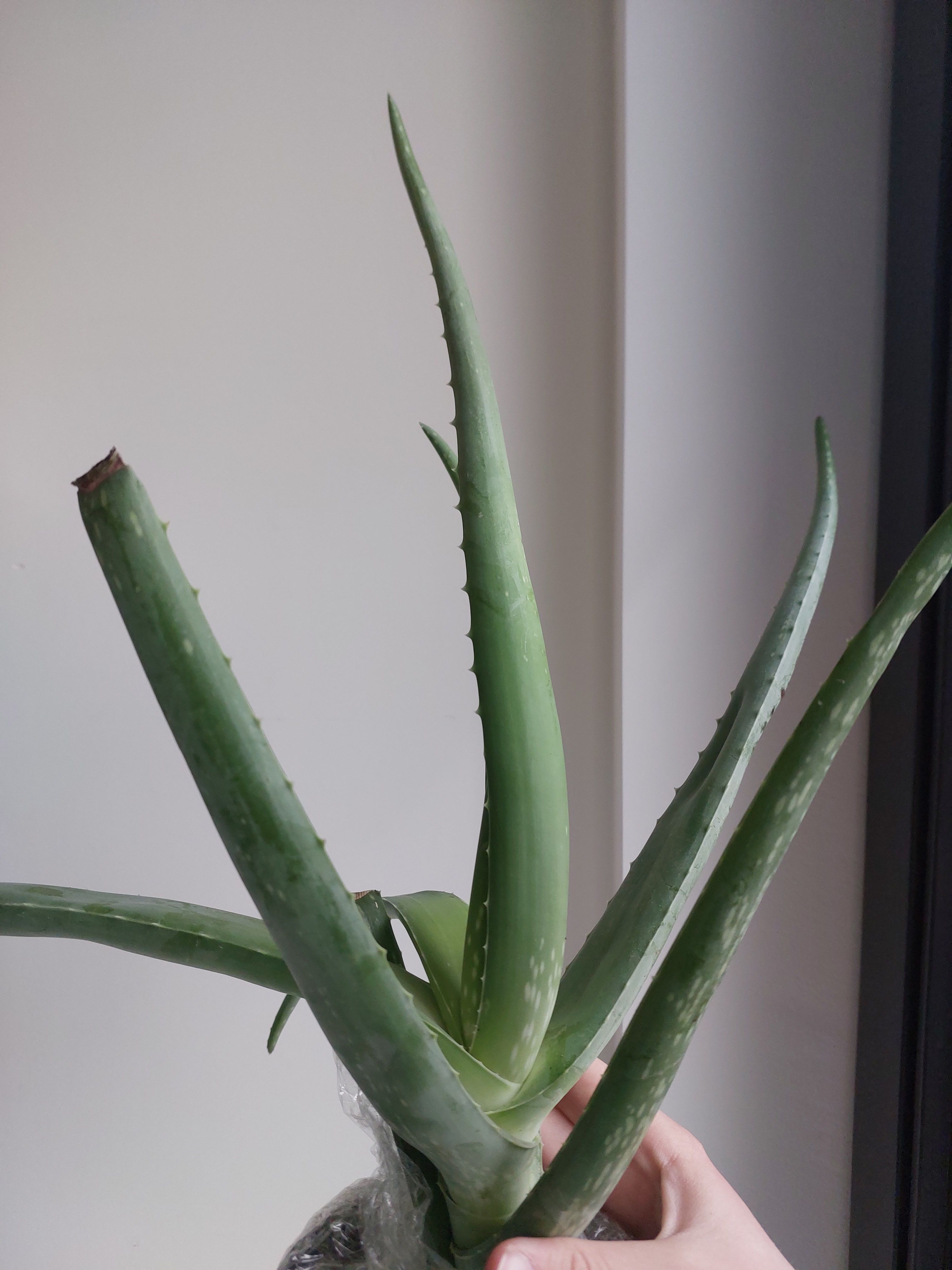 Aloe Vera 