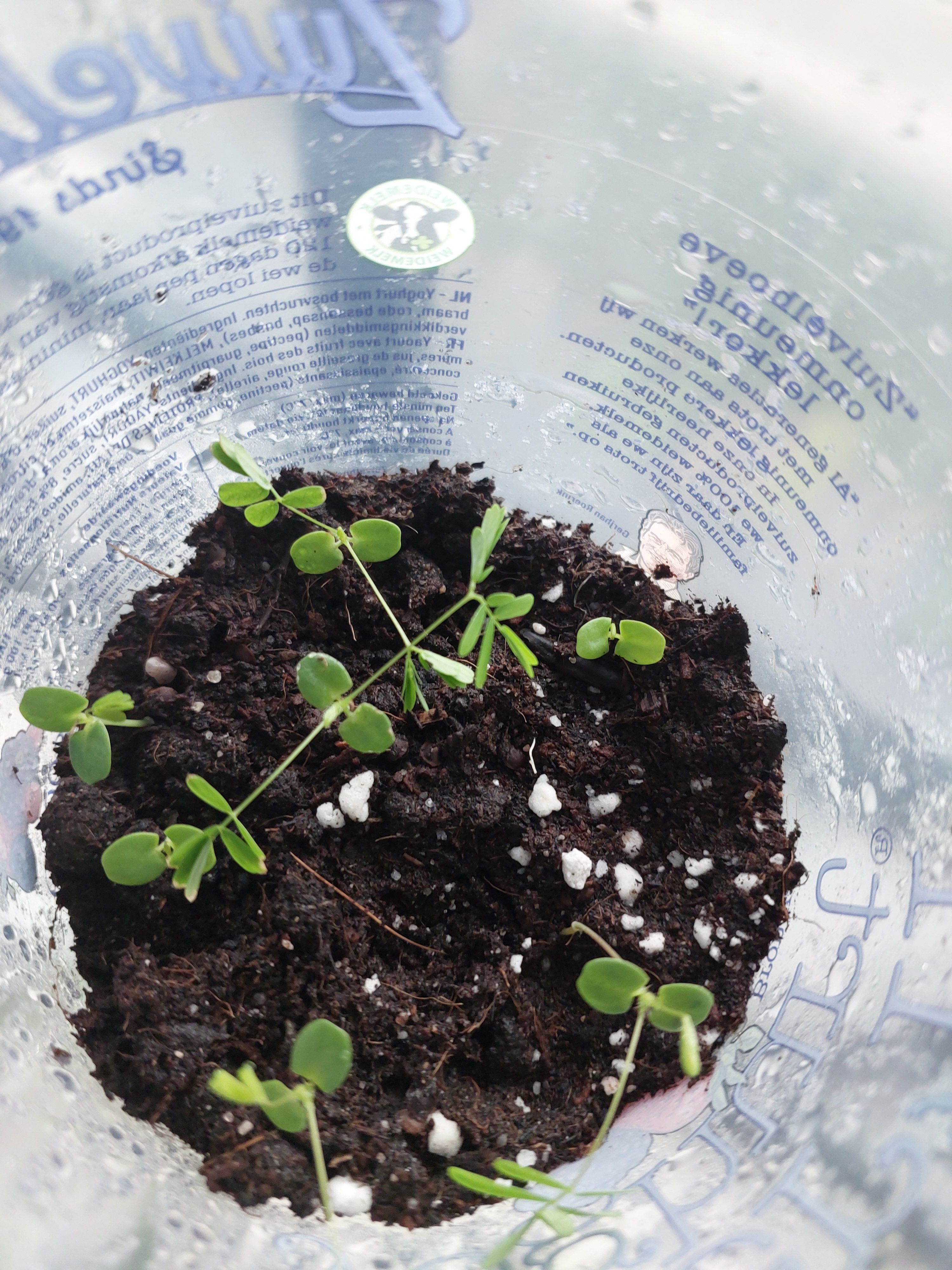 Sensitive plant mimosa pudica 