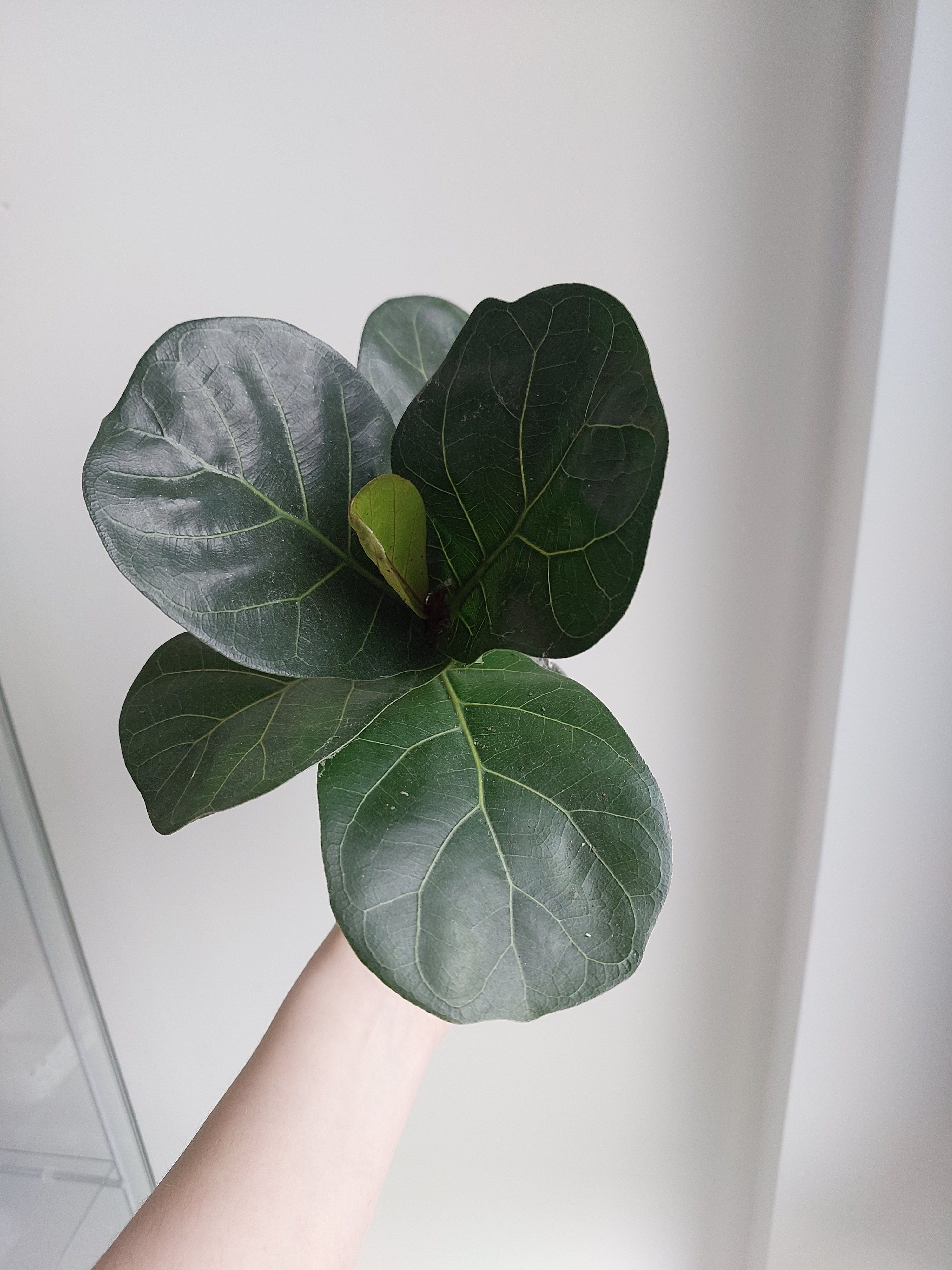 Fiddle leaf fig
