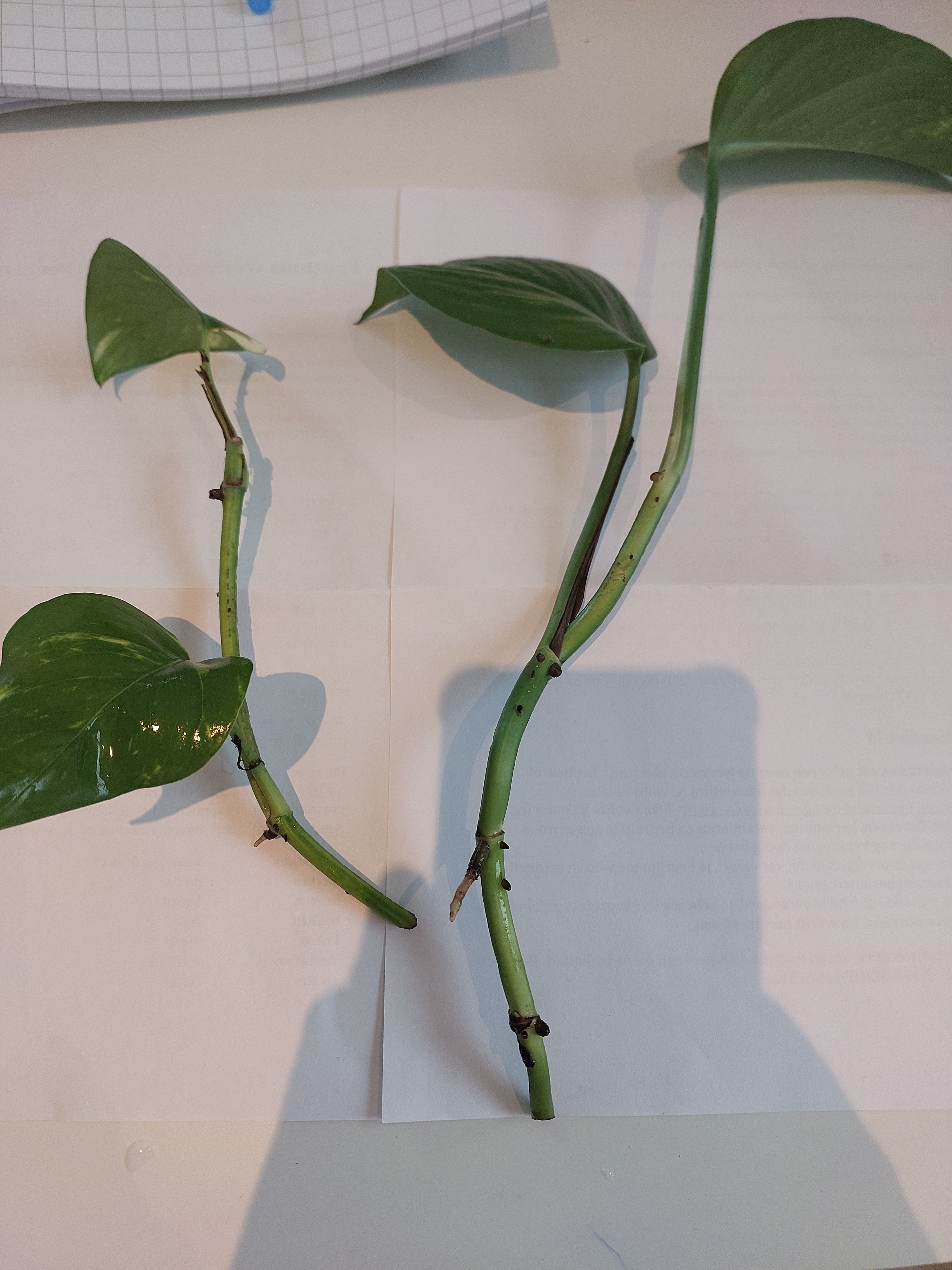 Pothos