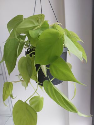 Philodendron lime