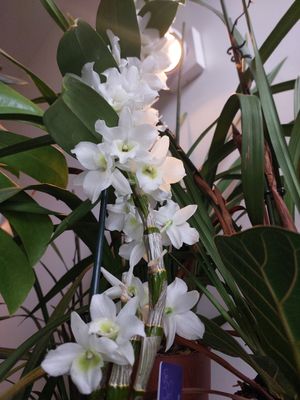 Dendrobium nobile orchidee 