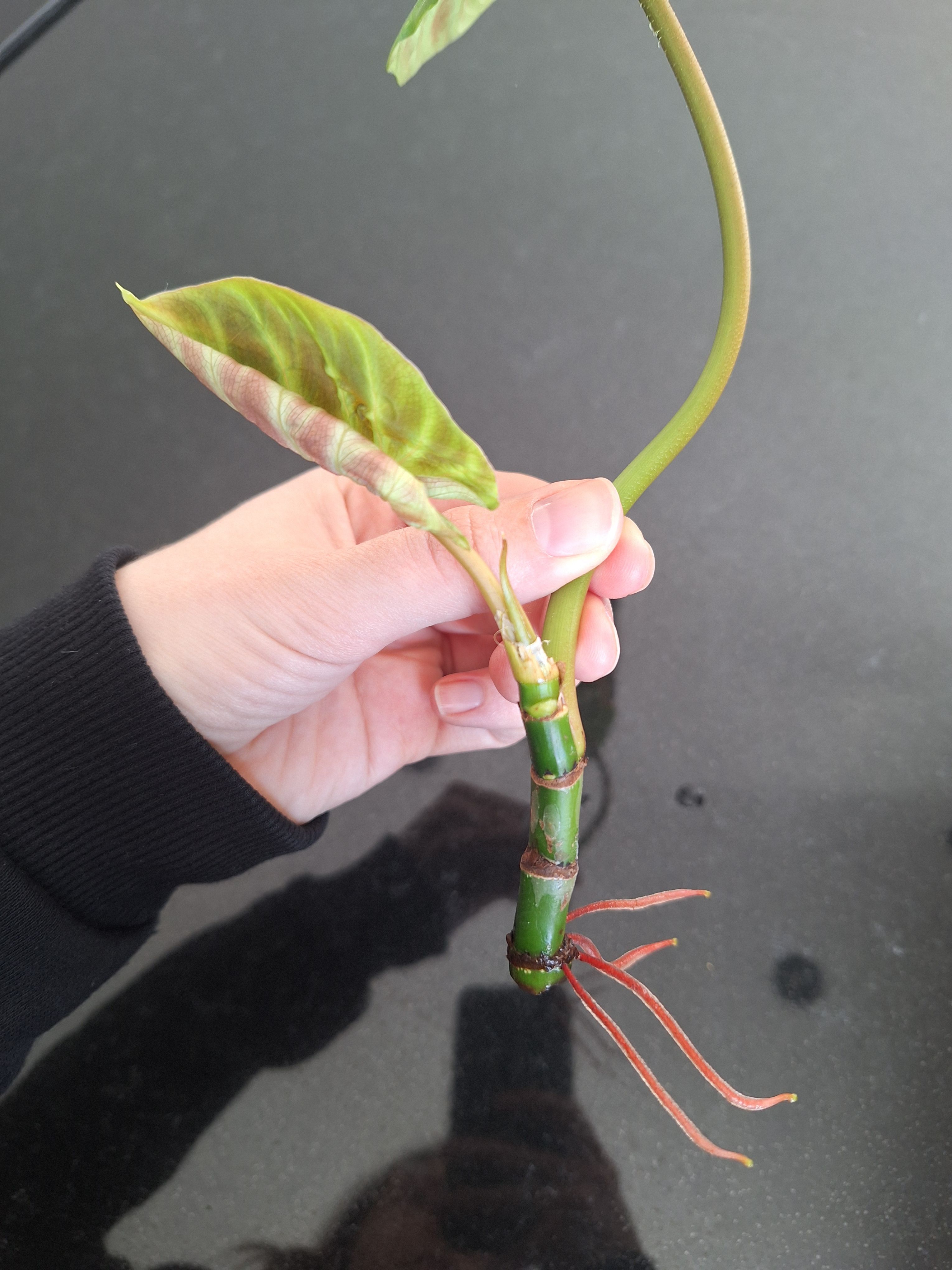 Philondendron verrucosum