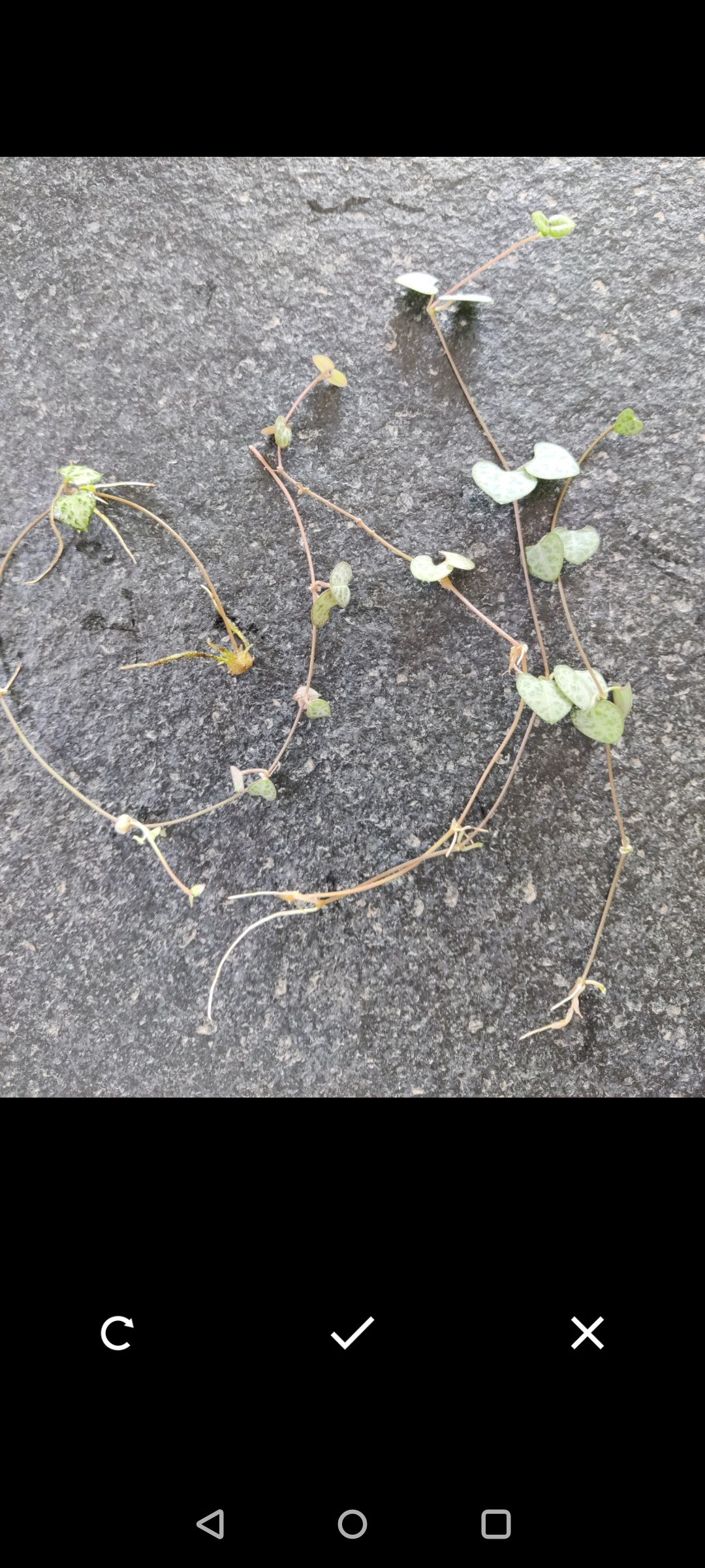 Peperomia
