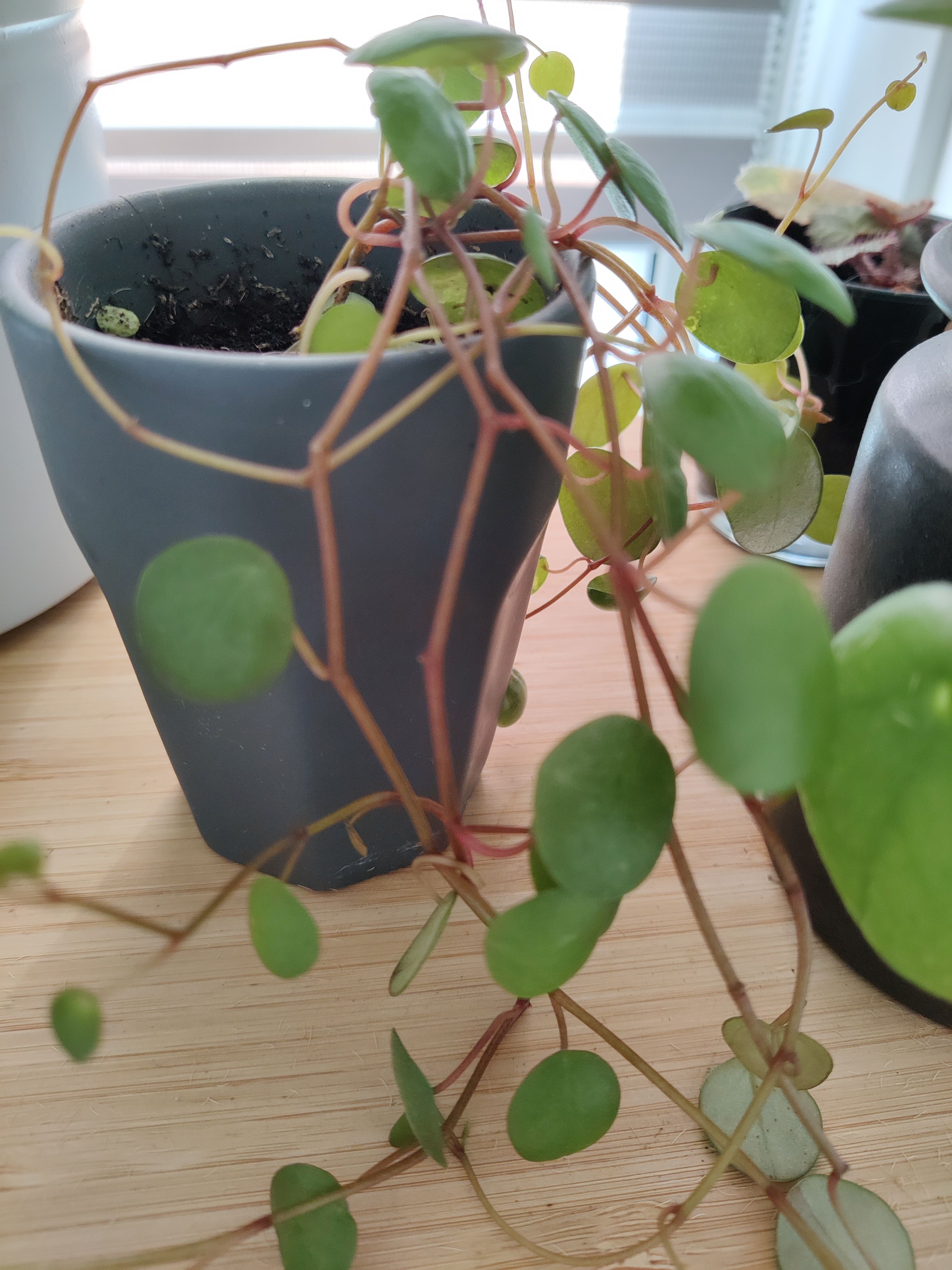 Peperomia