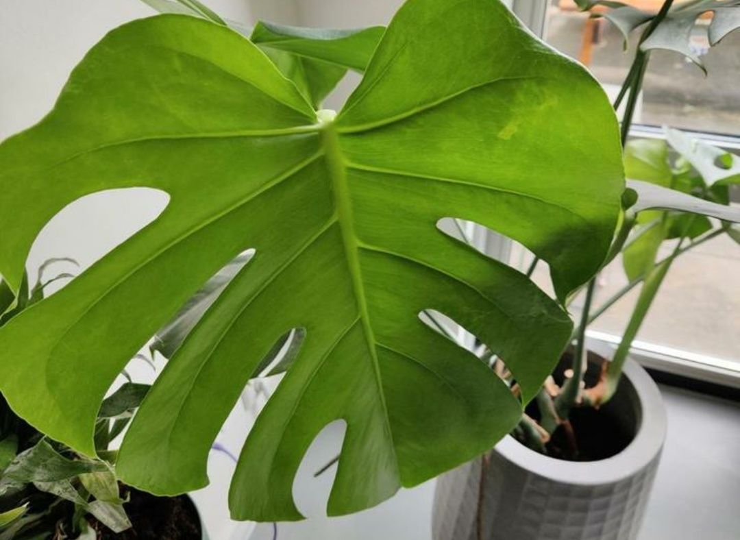 Monstera/gatenplant