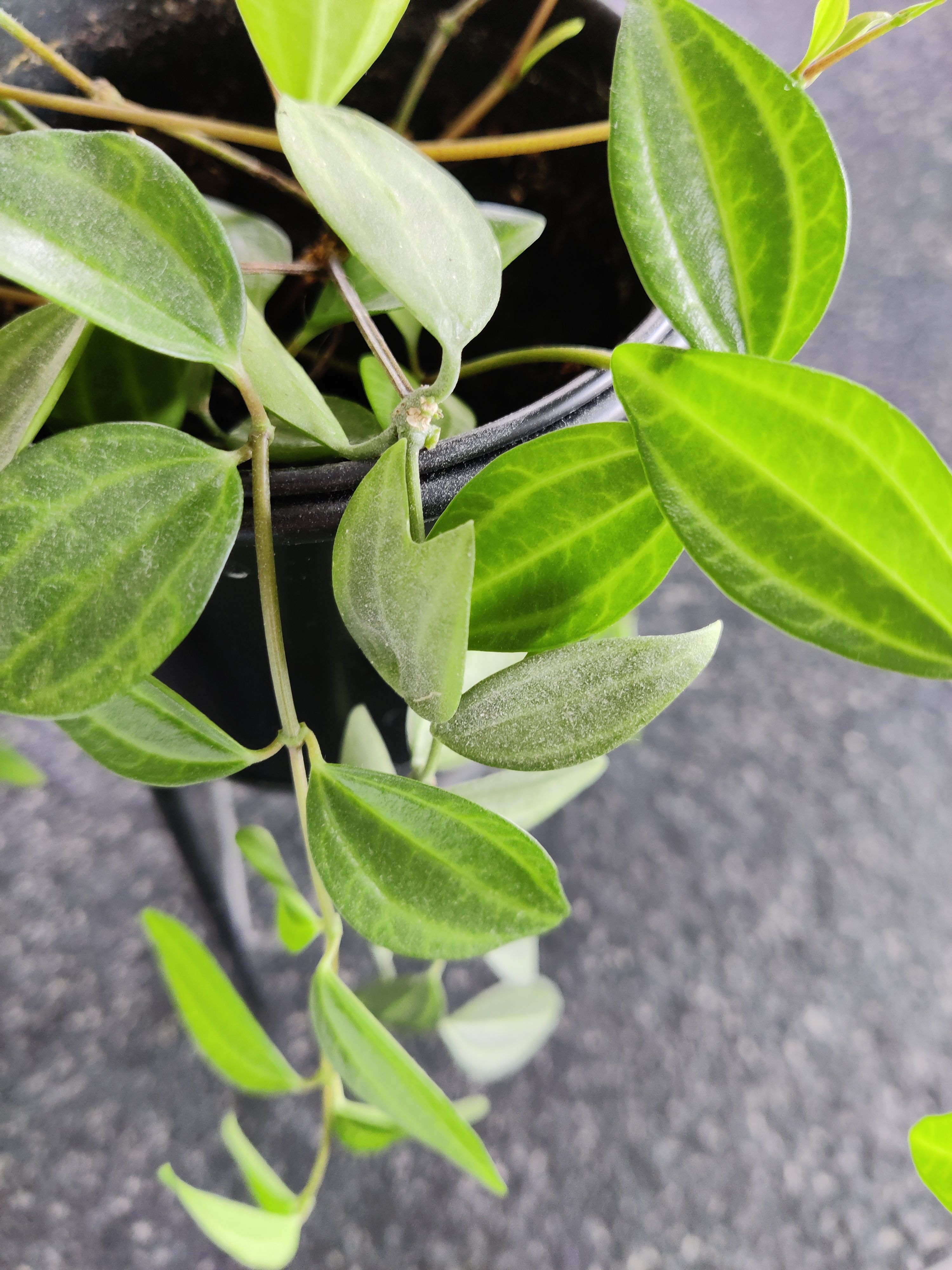 Peperomia quadrangularis