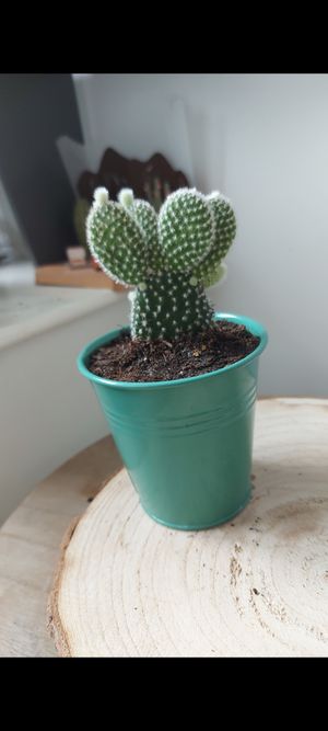 Cactus met potje