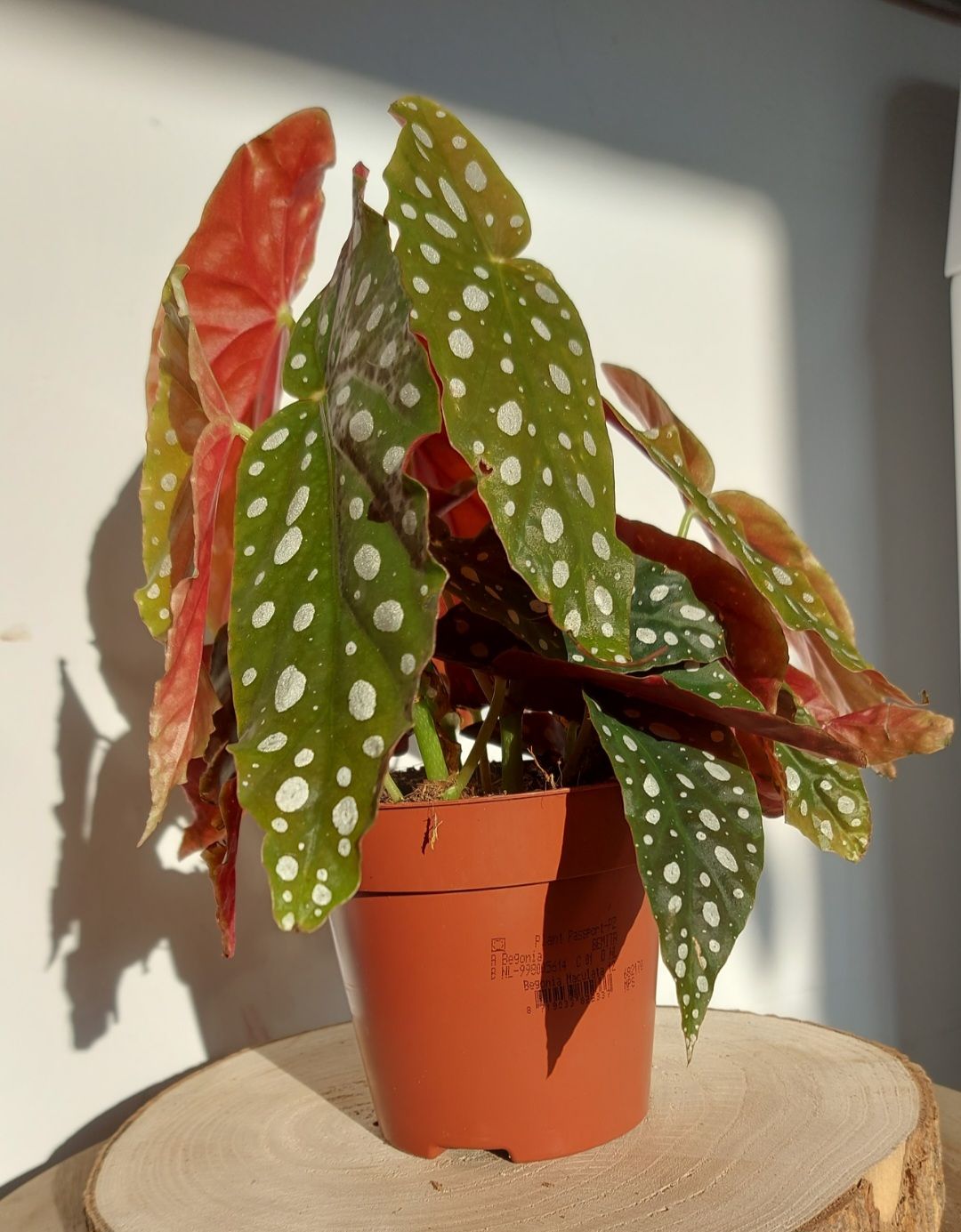 Begonia Maculata - Stippenplan