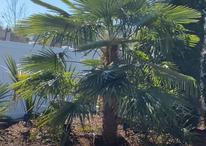 50% korting! 24palmboomstekjes