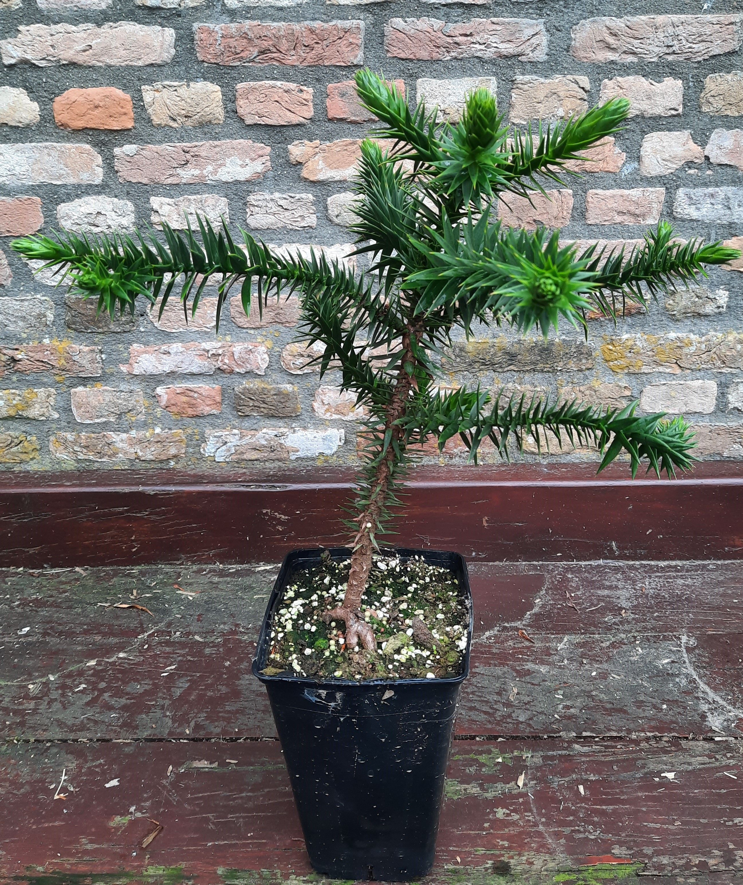 Apenboom/ slangenden