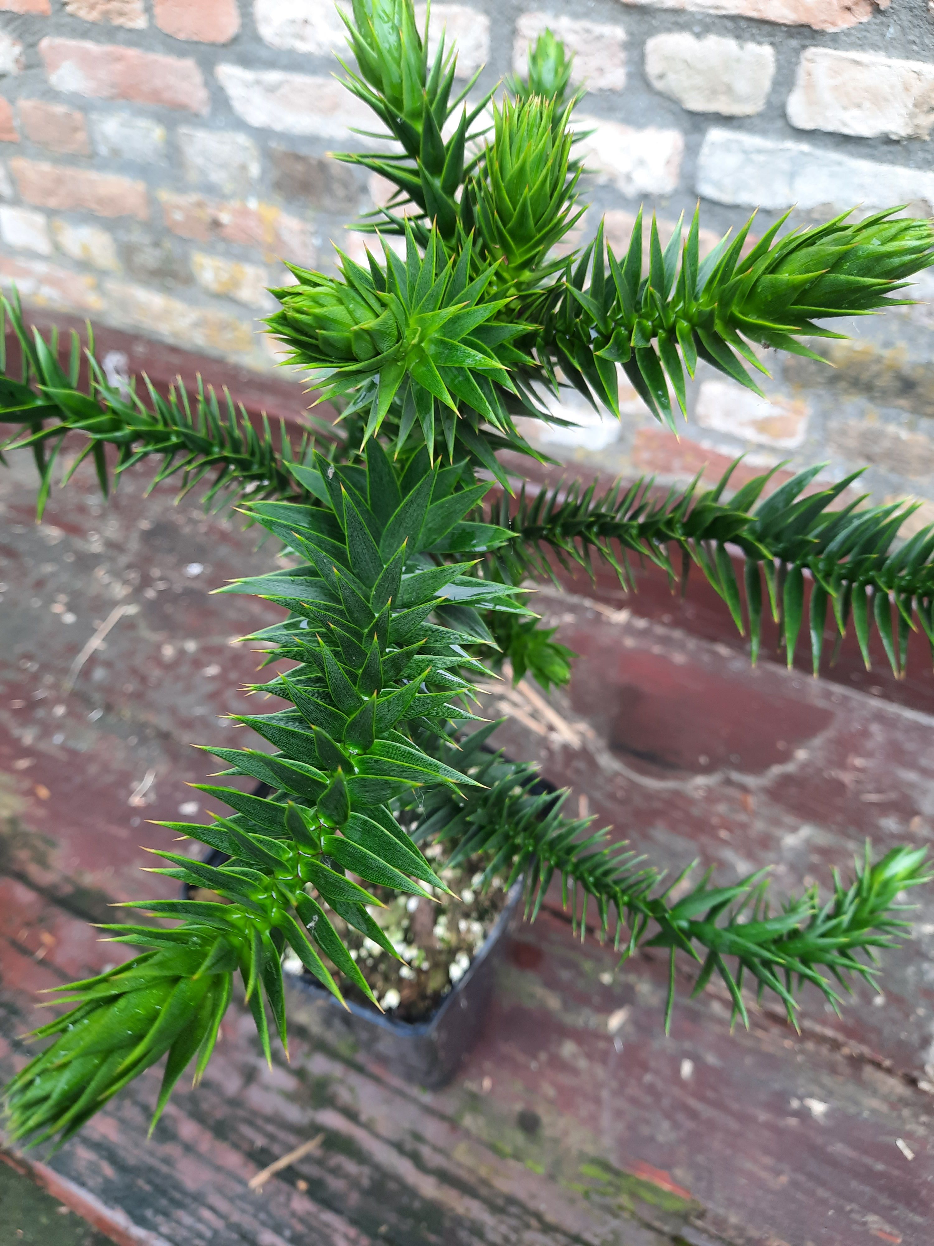 Wintersale 65% disc. apenbomen
