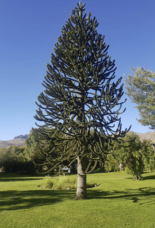 Wintersale 65% disc. apenbomen
