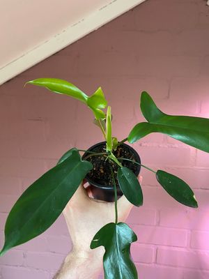 Philodendron Florida (Ghost?)